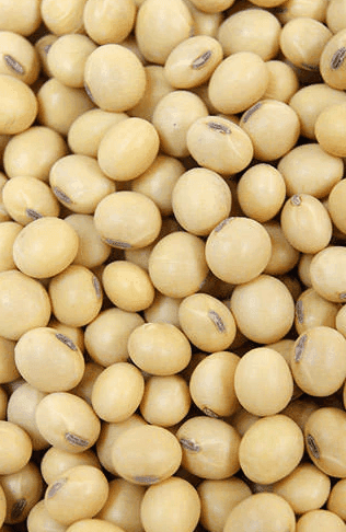 Soya Beans